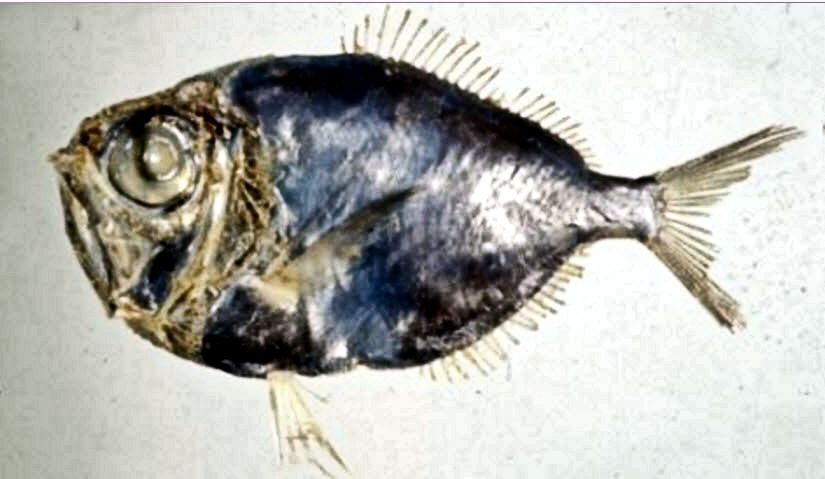 Diretmus argenteus_04